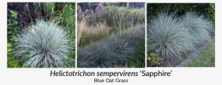 Striking Blue Green Foliage And Well Behaved Spreading - Grass