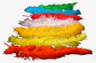 Colored Ostrich Feathers For Wedding Decoration , And - Colorado Spruce