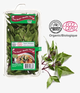 Water Spinach