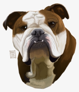 894 X 894 3 - Australian Bulldog