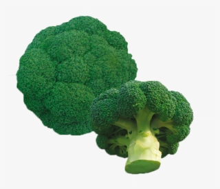 Sprouting Broccoli