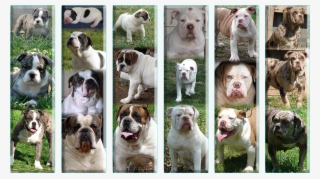 Olde English Bulldogge Growth Stages
