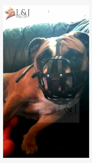 Leather Dog Muzzle For English Bulldog And Other Dogs - Boxer