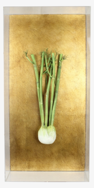 Fennel - Still Life