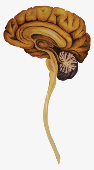 05 Heads Sagittal Brain-01