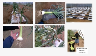 Leek Farm - Plantation