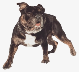 Shoreline Bulldogges Puts Canine Health And Happiness - Olde English Bulldogge