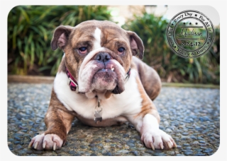 Brindle English Bulldog - Olde English Bulldogge