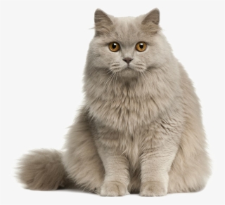 Cute Cat Transparent Image - Longhair Cat Png