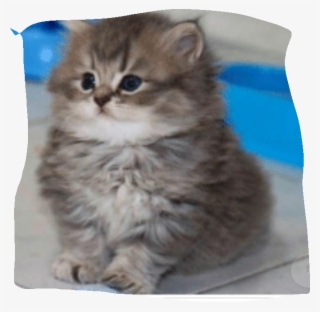 Cat I Want It - Imagem De Gato Bonito S