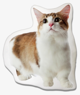 Munchkin Cat Pillow - Biggest Munchkin Cat