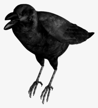 Mq Black Birds Bird Flying Raven - Clip Art