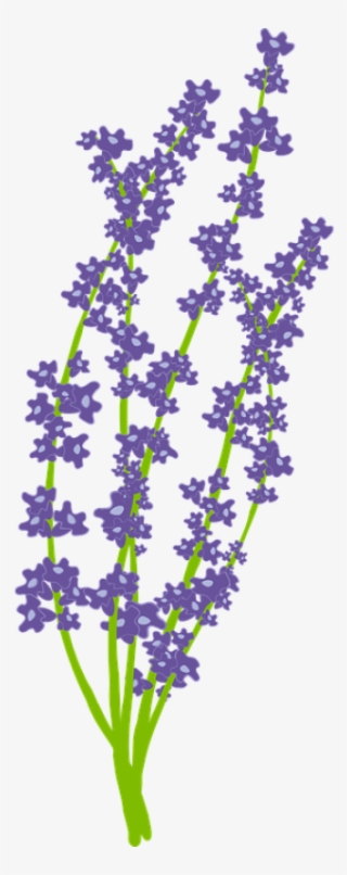 Download Free Png Lavender Flower - Lavender Png Vector