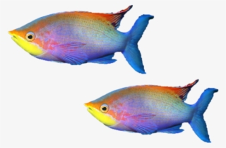 Mq Sticker - Coral Reef Fish