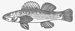 Fish Scales Swim - Darter Fish White Outline