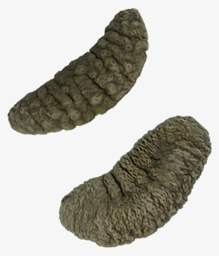 Pepino Do Mar - Pepino Do Mar Png