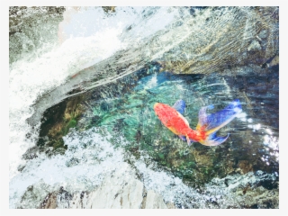 A Fish Swimming Over Moss-covered Rocks - Mountain River