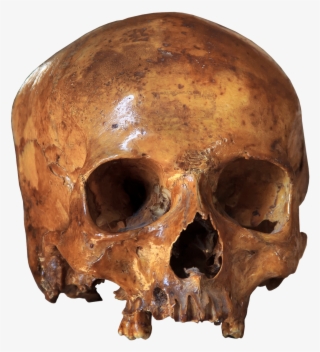 Skull Skeleton Bone - Esqueleto Cranio