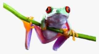 Free Png Download Frog On Branch Png Images Background - Frogs Png