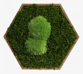 Cork Hexagon Pack Of 9, Greening Forest And Pole Moss - Lawn
