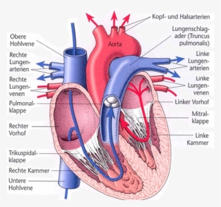 Anatomy, Body, Heart, Human, Organ - Ventriculus Dexter