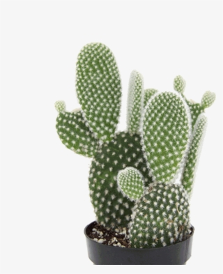 Opuntia 'angel Wing' - Eastern Prickly Pear