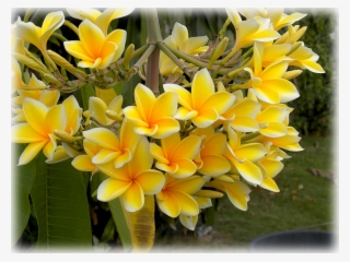 Wild Things Grow - Frangipani