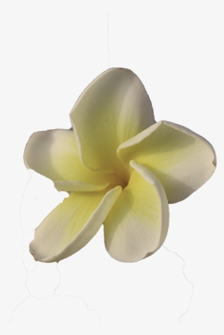 Maui - Frangipani