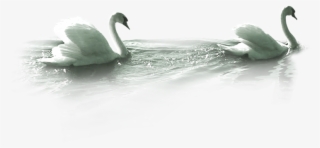 White Duck Png Image - Swimming Swan Png