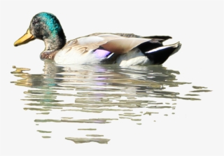Ducks Png