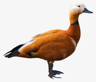 Duck - Ruddy Shelduck Png