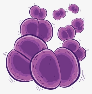 Bacteria Meningitis B Nueva Vacuna De Meningits - Meningococo Png