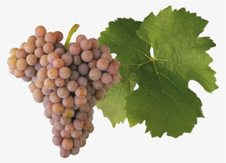 Palava - Seedless Fruit
