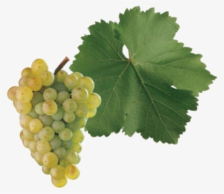 Ng) Is A Grape Variety Used To Make White Wine Originating - Seedless Fruit