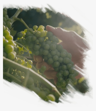 The Winery - Seedless Fruit