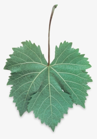 Hoja De Uva Png