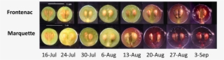 Grape Berry Ripening - Grape Ripening