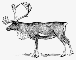 Big Image - Caribou Black And White Clip Art