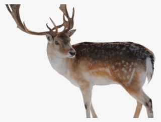 Reindeer Clipart Rain - Difference Between A Caribou