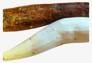 Cassava Peeled Png Image - Ivory