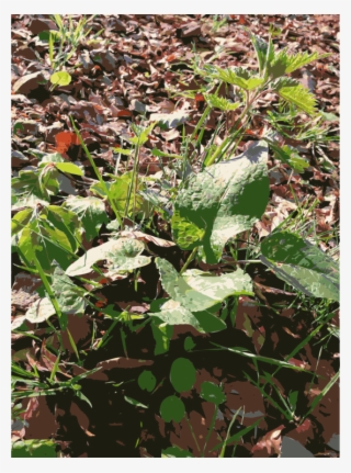 Leaf Annual Plant Herb Groundcover - Native Sowthistle