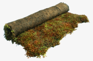 Moss