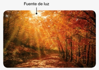 Completa El Siguiente Diagrama - 720 X 1280 Autumn