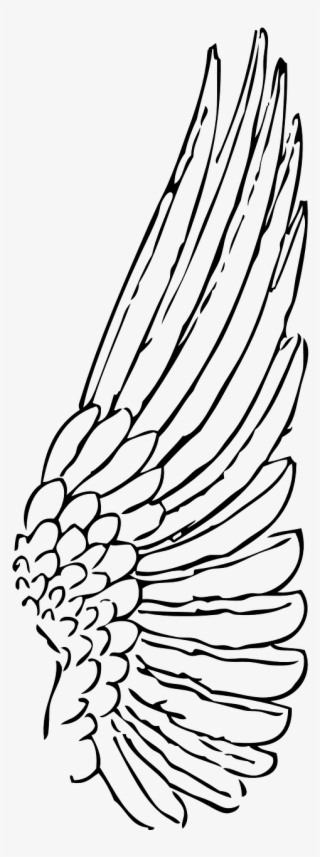 Clip Art Black And White Library Bird Wing Clipart - Outline Of A Wing