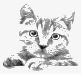 Kitten Whiskers Tabby Cat Siamese Cat Javanese Cat - Drawing
