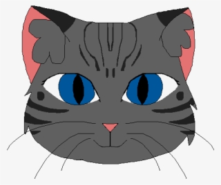Grey Tabby Cat - Domestic Short-haired Cat
