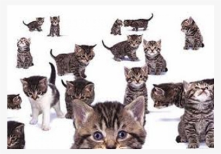 Tabby Cat Collage