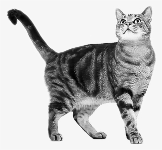 Tabby Sticker - Best Cats For India