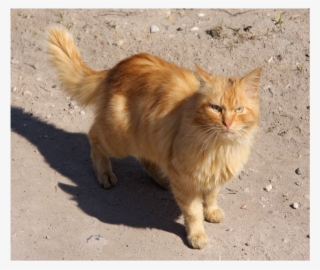 Red Cat In Torzhok City Resize
