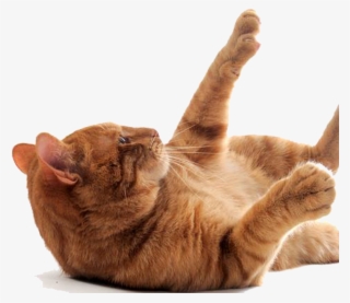 Indoor Cat - Cat